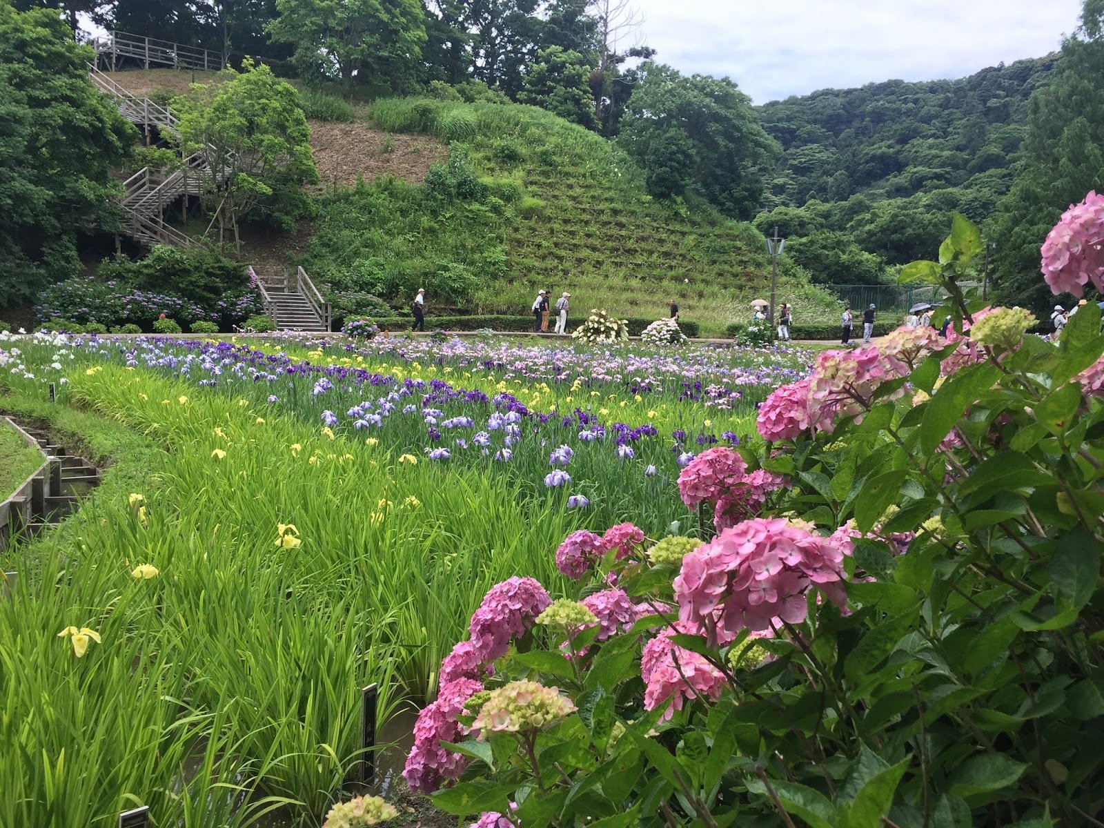 🌸 요코스카 창포원(요코스카 쇼부엔) 이미지 5